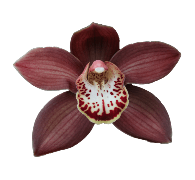 <h4>CYMB T EBONY</h4>