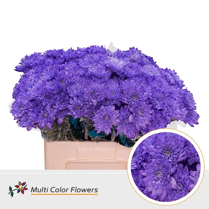 <h4>Chr. Tr 'Baltica' DYED Lavender</h4>