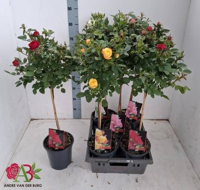 <h4>ROSA ST OV</h4>