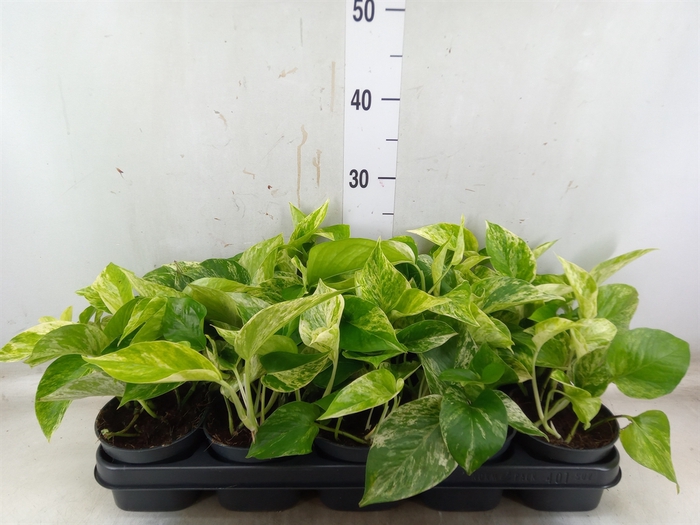 <h4>Epipremnum pinn. 'Marble Queen'</h4>