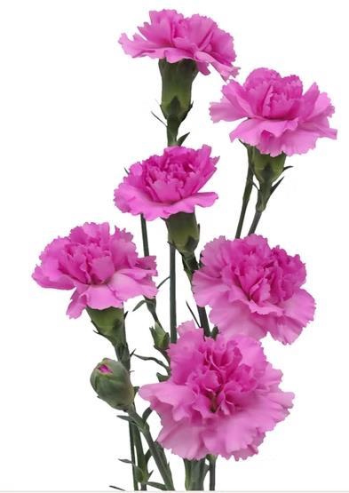 <h4>Di Tr Nenufar</h4>