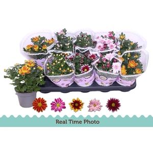 CHRYS GEM 2 KL BLOEM