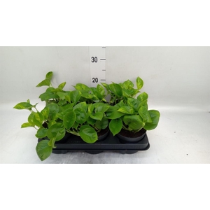 Epipremnum pinn. 'Global Green'