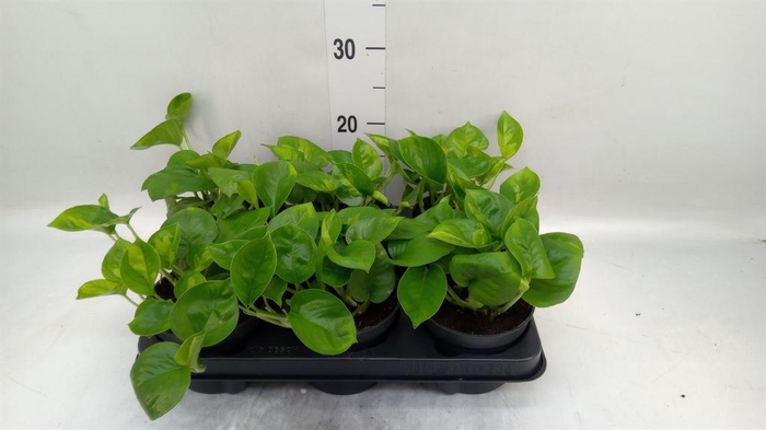<h4>Epipremnum pinn. 'Global Green'</h4>