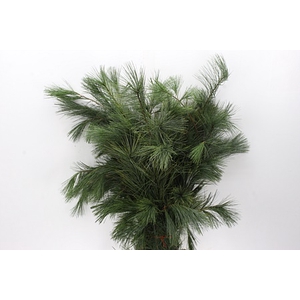 Dec Pinus Strobus Bs