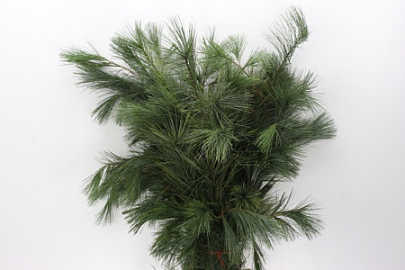 <h4>Dec Pinus Strobus Bs</h4>