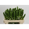 Ornithogalum thyrsoides 'White Star'