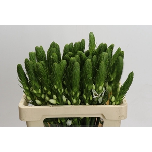 Ornithogalum thyrsoides White Star