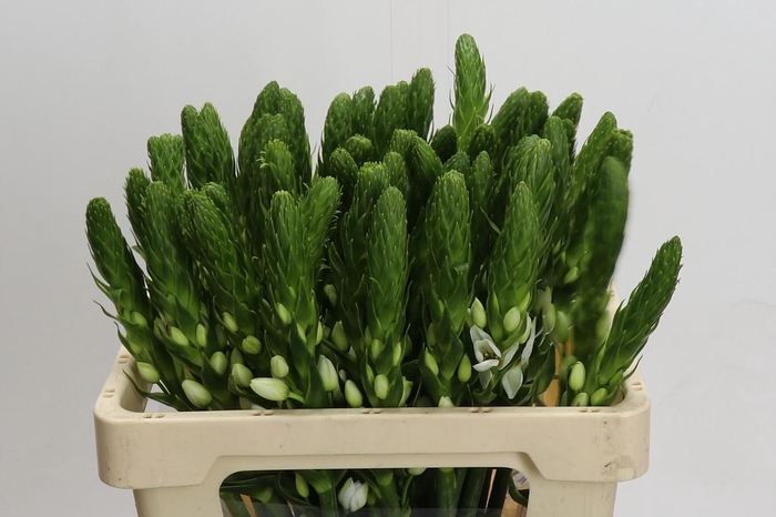 <h4>Ornithogalum thyrsoides White Star</h4>