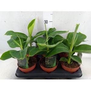 Musa  'Tropicana'
