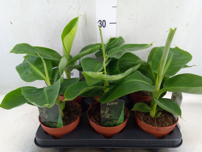 <h4>Musa  'Tropicana'</h4>