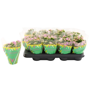Kalanchoe Double Pink