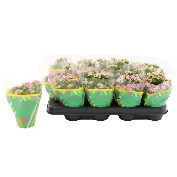 <h4>Kalanchoe Double Pink</h4>