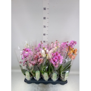 Phalaenopsis multi. ...mix 8