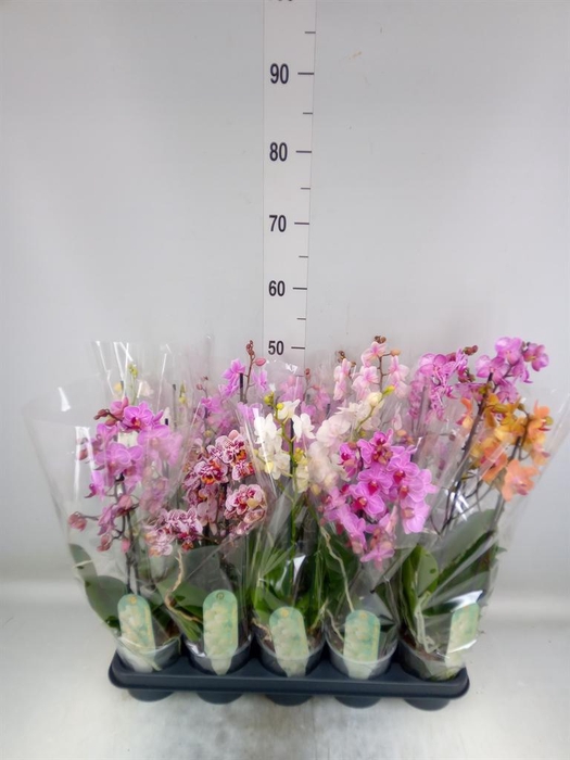 <h4>Phalaenopsis multi.   ...mix  8</h4>