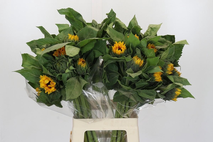 <h4>Helianthus Orange Fire</h4>