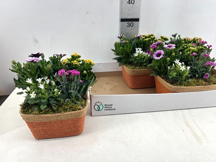 <h4>ARR TUINPLANTEN</h4>