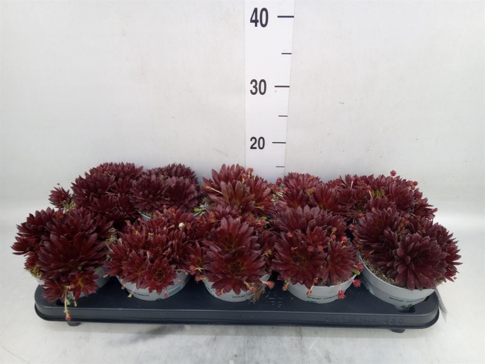 <h4>Sempervivum   ...</h4>