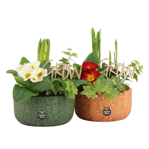 11331: Outdoor spring arrangement