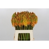 Kniphofia Eycone Peach