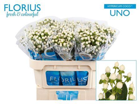 <h4>Hyp Coco Uno</h4>