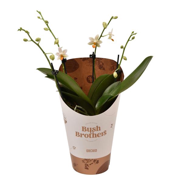 <h4>Phalaenopsis minimark 12 cm 2 tak</h4>