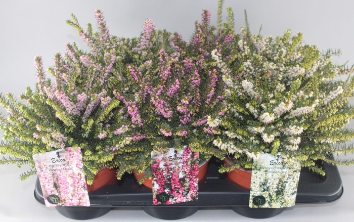 <h4>Erica Darleyensis 'Mix' C2 Tray</h4>