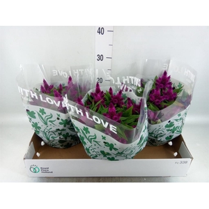 Celosia spic. 'Intenz'