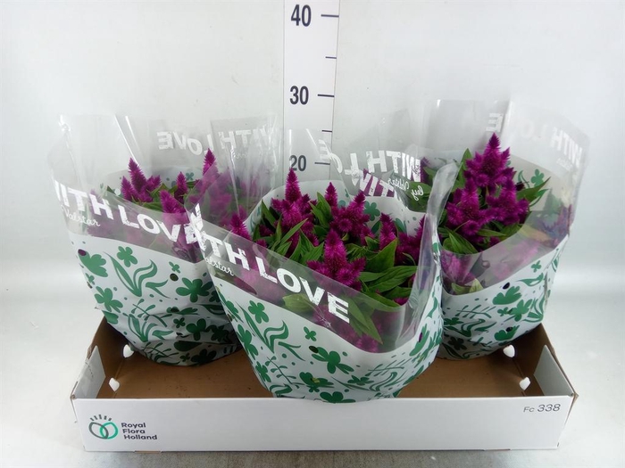 <h4>Celosia spic. 'Intenz'</h4>