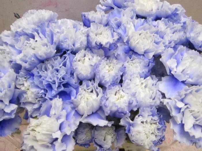 <h4>Di St G Pastel Lilac</h4>