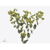 Bupleurum Griffithii Import