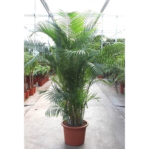 Chrysalidocarpus lutescens overig