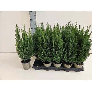 Chamaecyparis L Ellwoodii