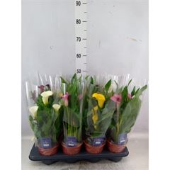 Zantedeschia   ...mix