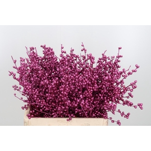 Ilex Kl Bh Metallic Erika