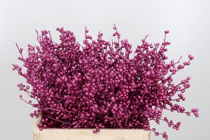 <h4>Ilex Kl Bh Metallic Erika</h4>