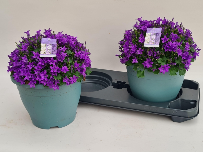 <h4>CAMP PORTENSCHLAGIAN</h4>