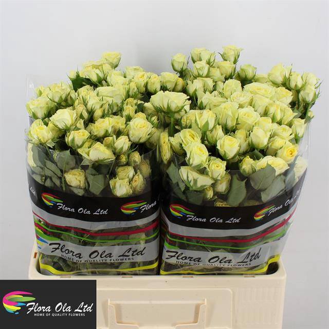 <h4>R Tr Wedding Invite Flora Ola</h4>