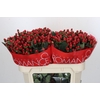 Hypericum True Romance