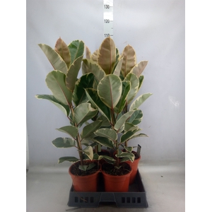 Ficus elastica 'Tineke'