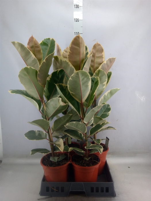 <h4>Ficus elastica 'Tineke'</h4>