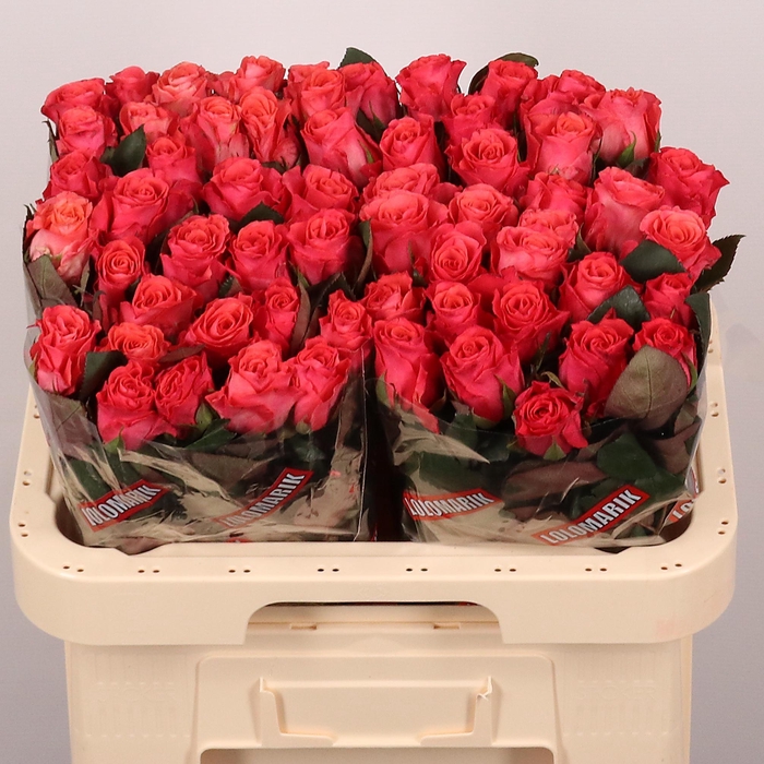 <h4>R Gr Pink Tacazzi+</h4>