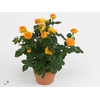 Rosa Yellow Beau Monde (12 cm)