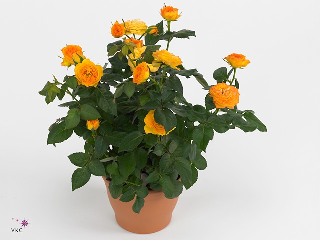Rosa Yellow Beau Monde (12 cm)