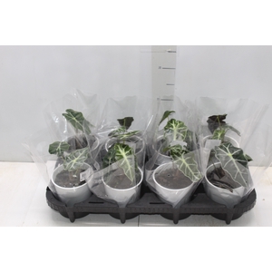 ALOCASIA POLLY P12
