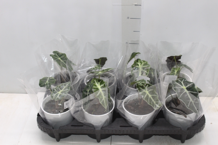 <h4>ALOCASIA POLLY P12</h4>