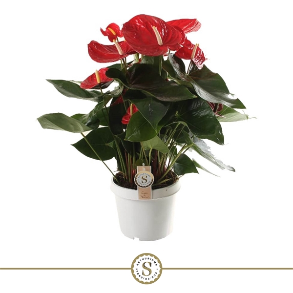 Anthurium Red Champion 21cm