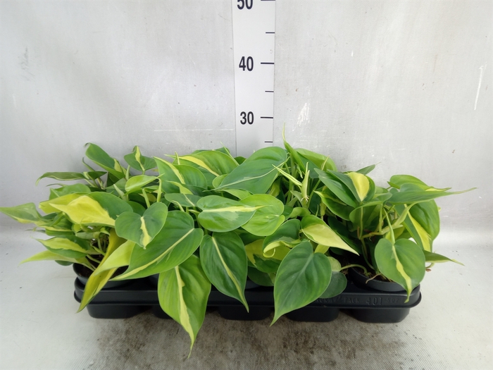 <h4>Philodendron scand. 'Brasil'</h4>