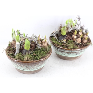 arr4 Bollenmix MB - Ker. schaal rand luxe 285/5