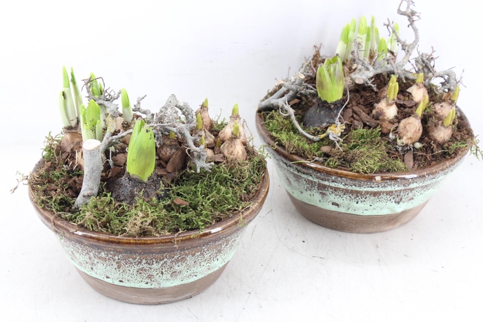 <h4>arr4 Bollenmix MB - Ker. schaal rand luxe 285/5</h4>